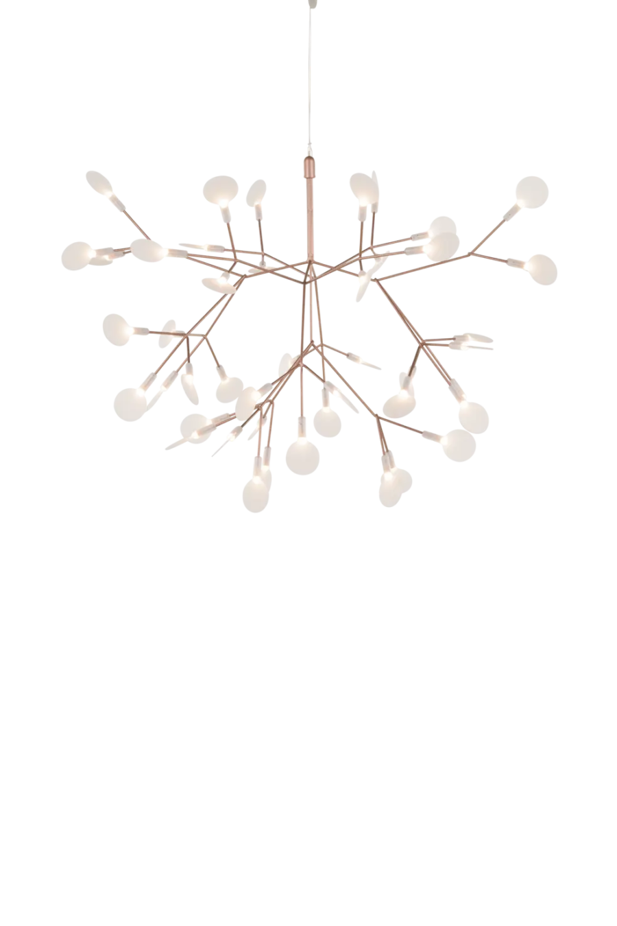 Heracleum